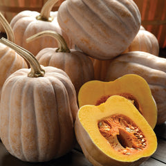 Autumn Frost Winter Squash