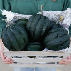 Table Ace Winter Squash