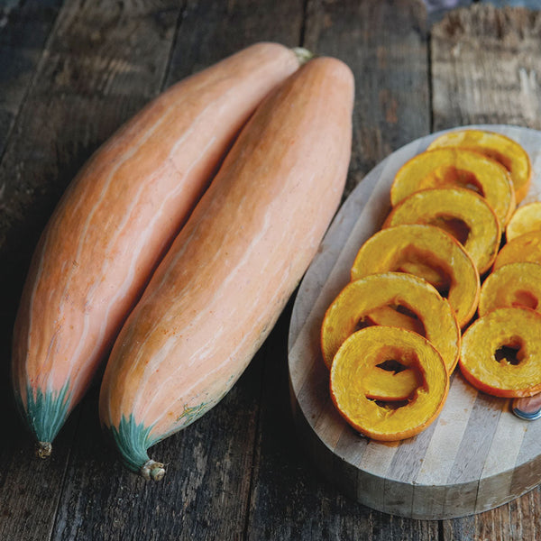 North Georgia Candy Roaster Winter Squash