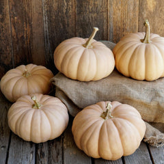 Spellcast Winter Squash