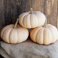 Spellcast Winter Squash
