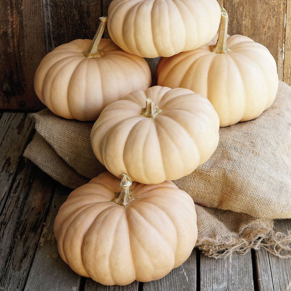 Spellcast Winter Squash