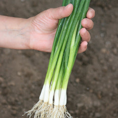 Ramrod Onion