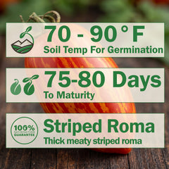 Striped Roman Tomato