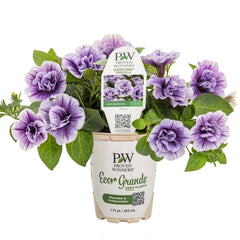 Supertunia® Priscilla® Petunia