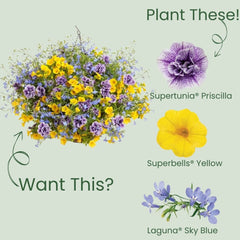 Supertunia® Priscilla® Petunia