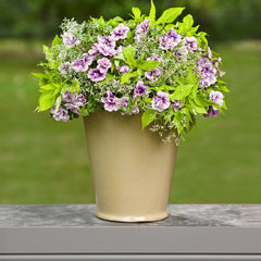Supertunia® Priscilla® Petunia