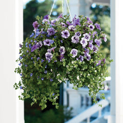 Supertunia® Priscilla® Petunia