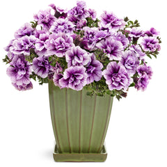 Supertunia® Priscilla® Petunia