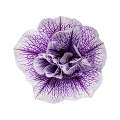 Supertunia® Priscilla® Petunia