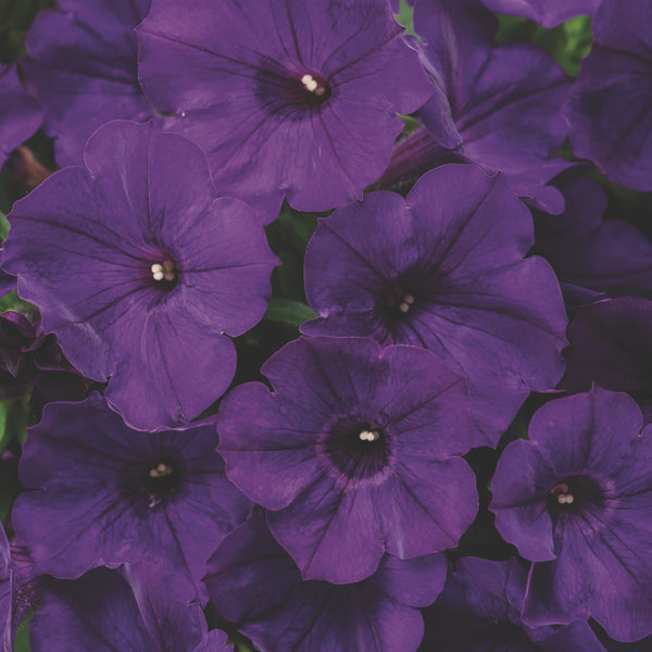 Supertunia® Royal Velvet® Petunia