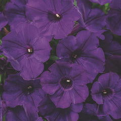 Supertunia® Royal Velvet® Petunia