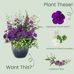 Supertunia® Royal Velvet® Petunia