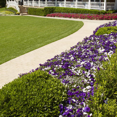 Supertunia® Royal Velvet® Petunia