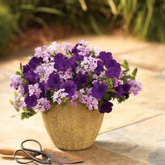 Supertunia® Royal Velvet® Petunia