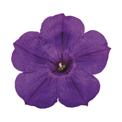 Supertunia® Royal Velvet® Petunia