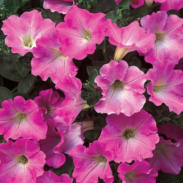 Supertunia® Giant Pink® Petunia
