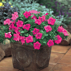 Supertunia® Giant Pink® Petunia
