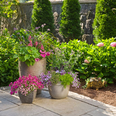 Supertunia® Giant Pink® Petunia