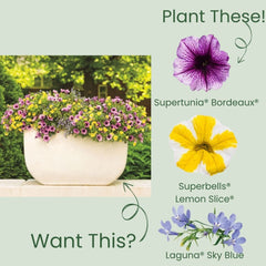 Supertunia® Bordeaux™ Petunia