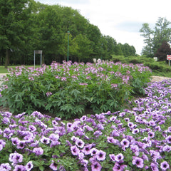 Supertunia® Bordeaux™ Petunia
