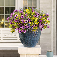 Supertunia® Bordeaux™ Petunia