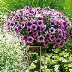 Supertunia® Bordeaux™ Petunia