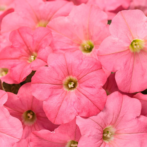 Supertunia® Bermuda Beach® Petunia