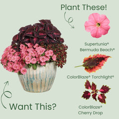 Supertunia® Bermuda Beach® Petunia