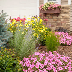 Supertunia® Bermuda Beach® Petunia
