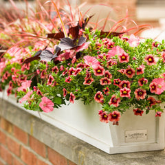 Supertunia® Bermuda Beach® Petunia