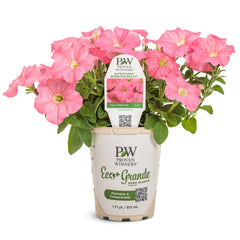Supertunia® Bermuda Beach® Petunia