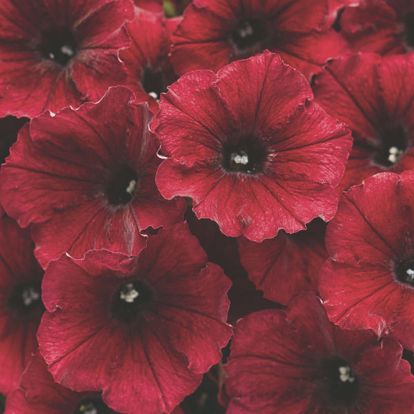 Supertunia® Black Cherry® Petunia