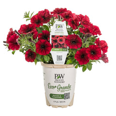 Supertunia® Black Cherry® Petunia