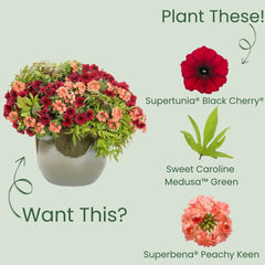 Supertunia® Black Cherry® Petunia