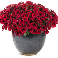 Supertunia® Black Cherry® Petunia