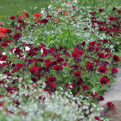 Supertunia® Black Cherry® Petunia