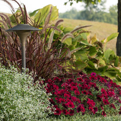 Supertunia® Black Cherry® Petunia