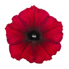 Supertunia® Black Cherry® Petunia