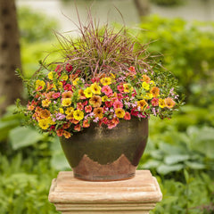 Supertunia® Honey™ Petunia