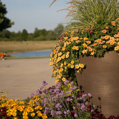 Supertunia® Honey™ Petunia