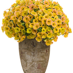 Supertunia® Honey™ Petunia