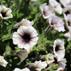 Supertunia® Latte™ Petunia