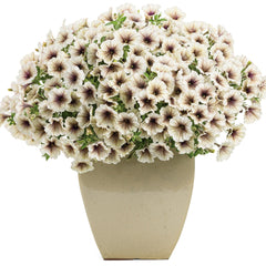 Supertunia® Latte™ Petunia
