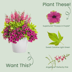 Supertunia® Picasso in Purple® Petunia