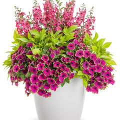 Supertunia® Picasso in Purple® Petunia
