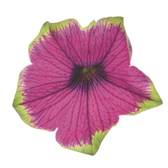 Supertunia® Picasso in Purple® Petunia