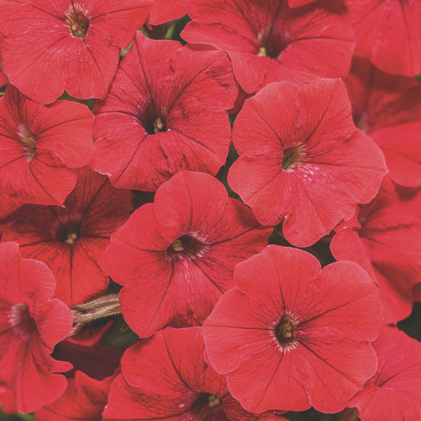 Supertunia® Really Red Petunia