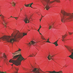 Supertunia® Really Red Petunia