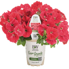 Supertunia® Really Red Petunia